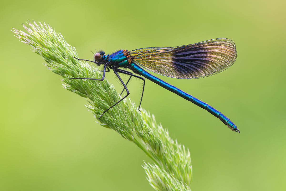 Banded Demoiselle male 9